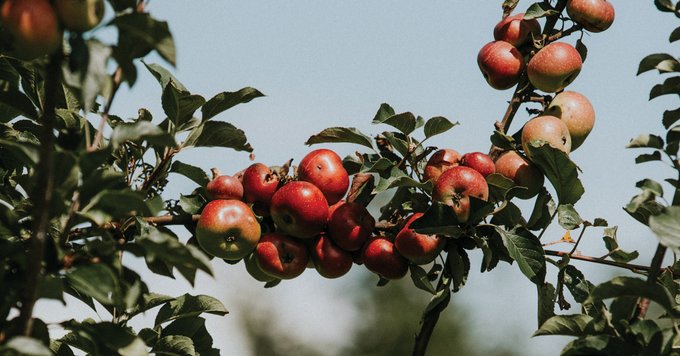 photo of apples