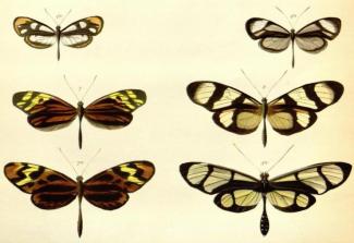 Linnaeus butterflies